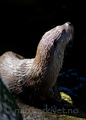 BB 12 0132 / Lutra lutra / Oter